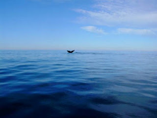 baleia solitaria